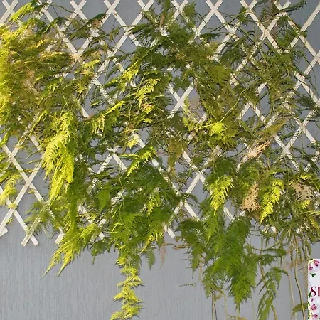 Silvana Couette-café