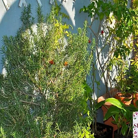 Bed & Breakfast Silvana